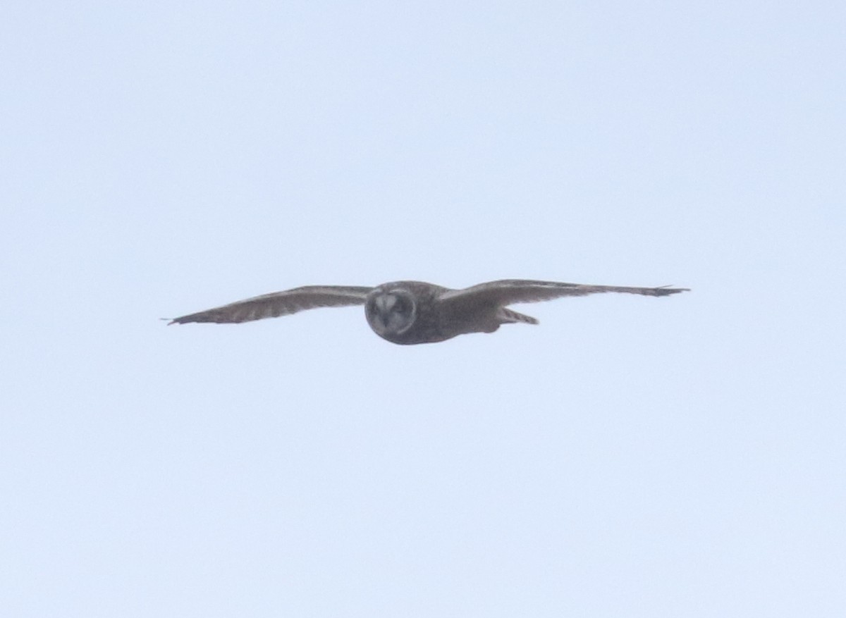 Short-eared Owl - ML613642521