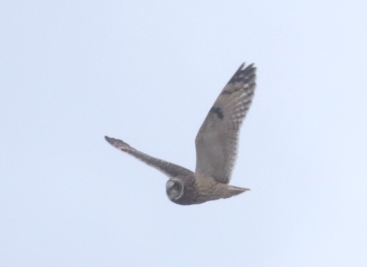 Short-eared Owl - ML613642524