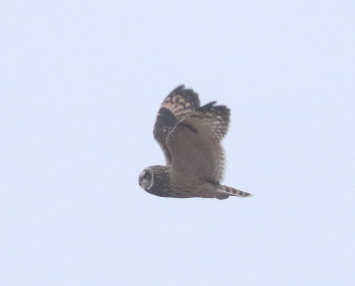 Short-eared Owl - ML613642525
