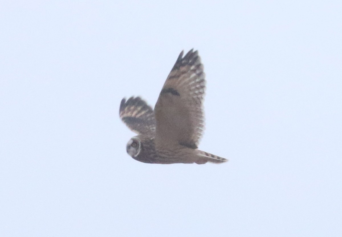 Short-eared Owl - ML613642526