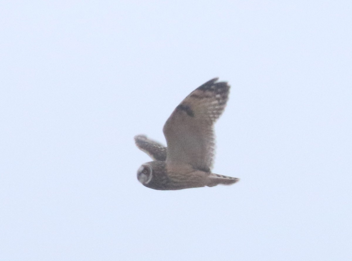 Short-eared Owl - ML613642527