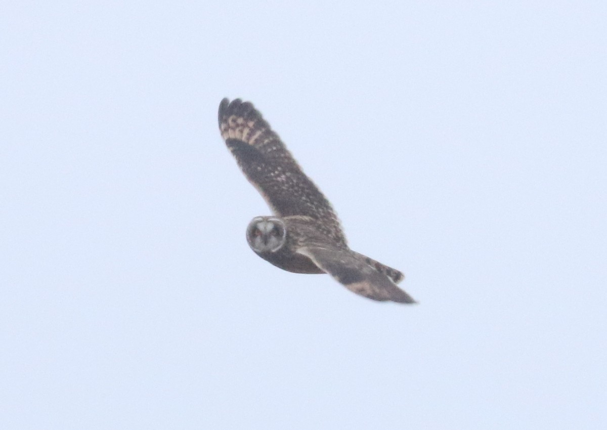 Short-eared Owl - ML613642530
