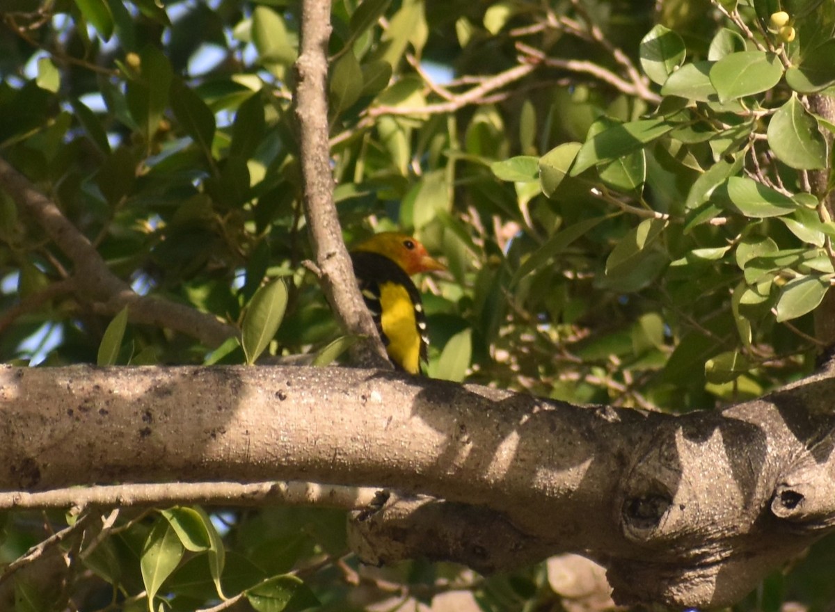 Western Tanager - ML613642616
