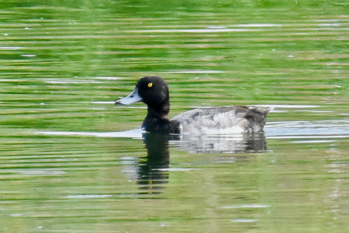 Greater Scaup - ML613642661
