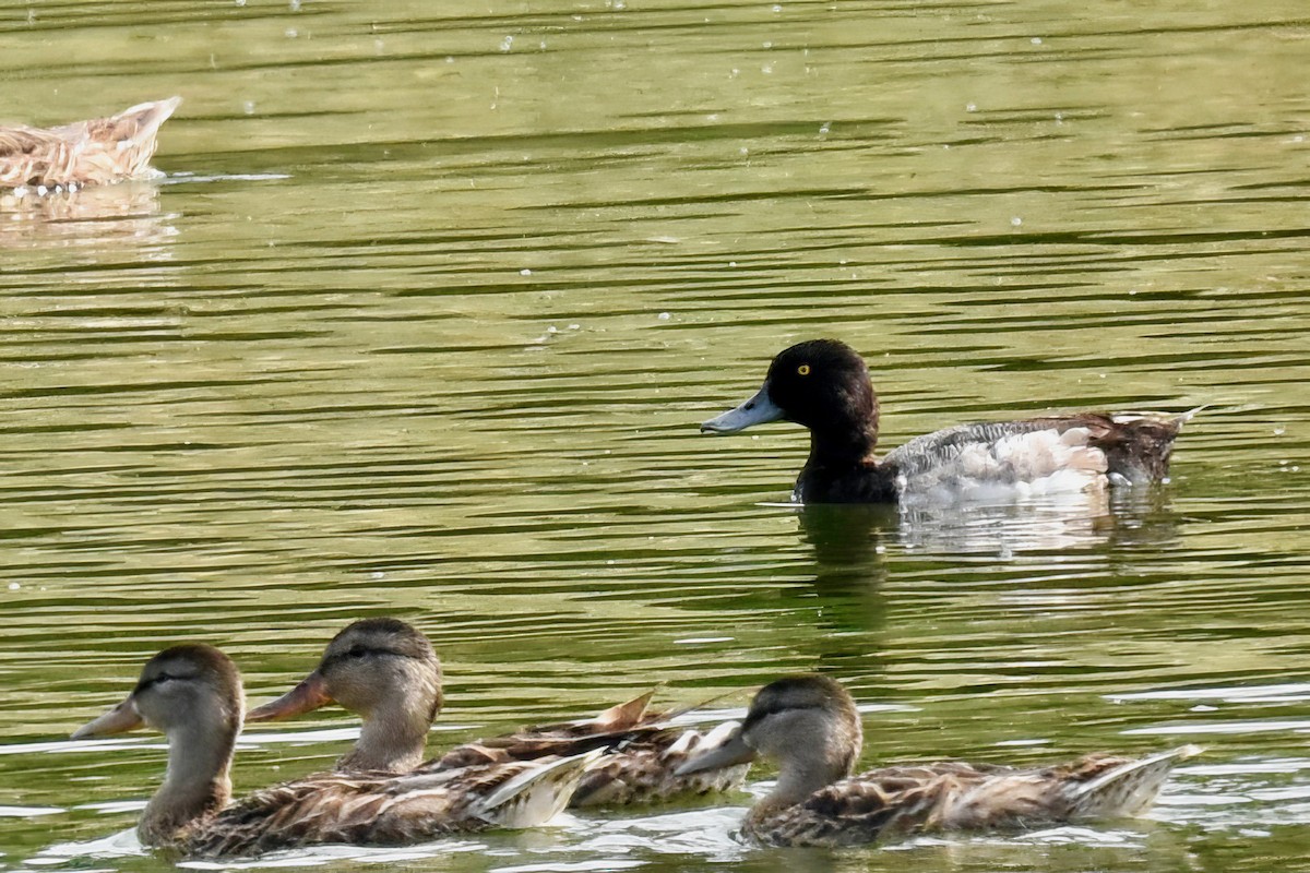 Greater Scaup - ML613642662