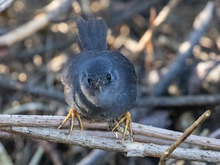 成鳥 - Axel de Torres Curth - ML613642729