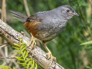  - Ochre-flanked Tapaculo