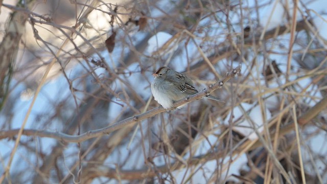 White-crowned Sparrow - ML613642743