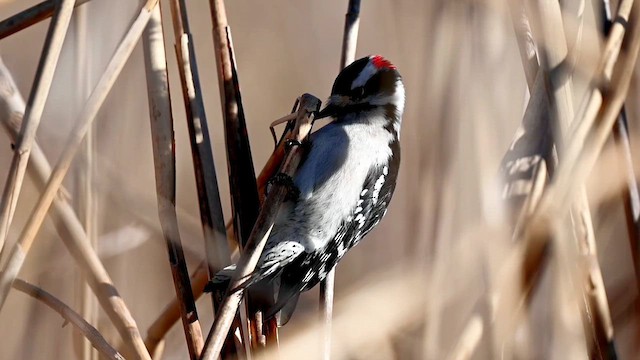 Downy Woodpecker (Eastern) - ML613642846
