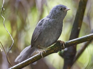  - Ash-colored Tapaculo