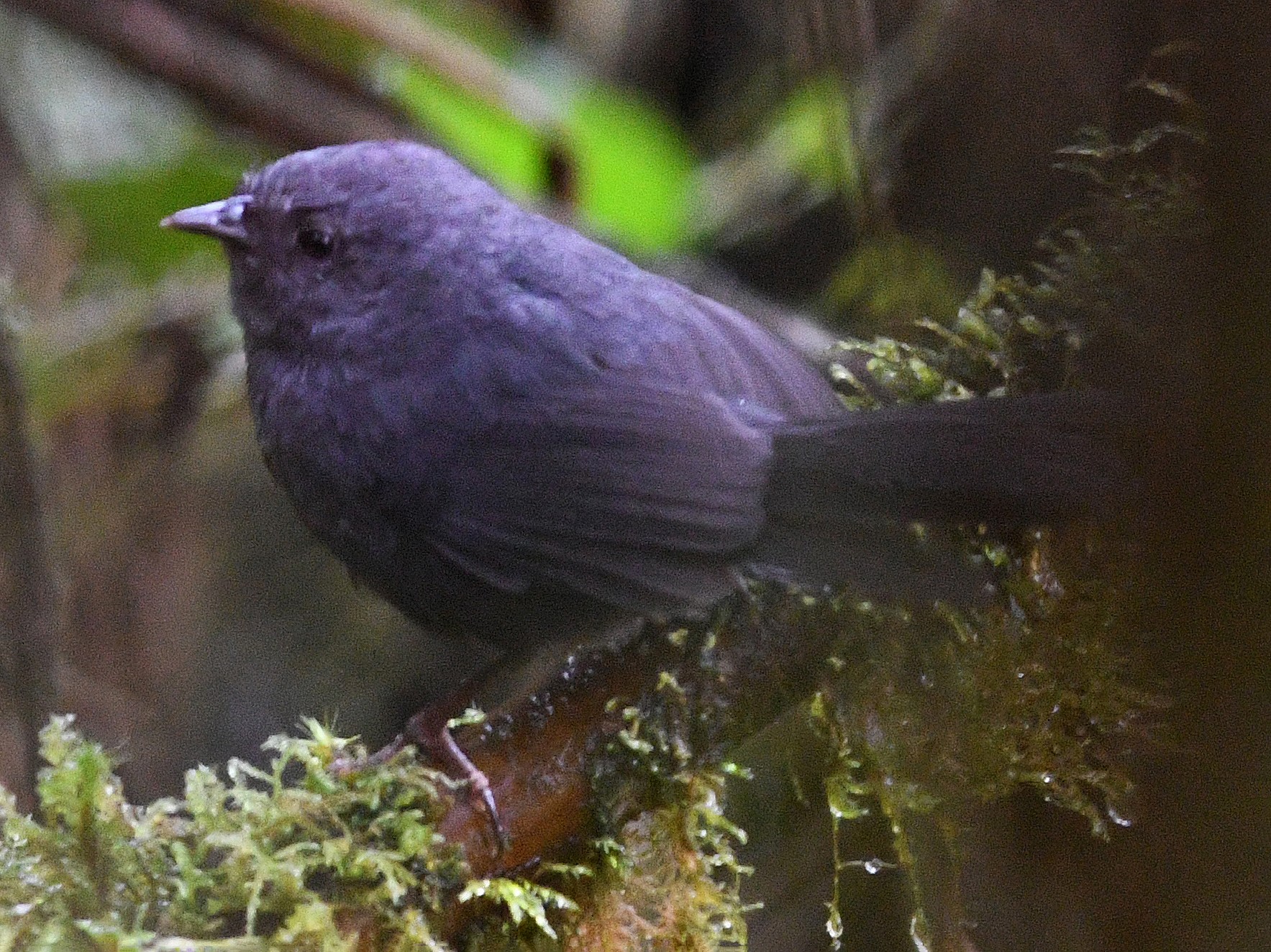 Ash-colored Tapaculo - David M. Bell