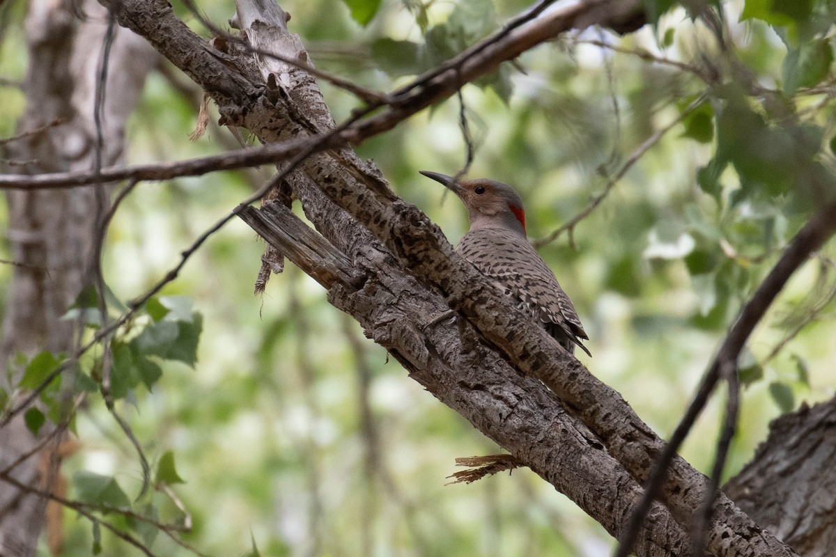 Northern Flicker (Yellow-shafted) - ML613643355
