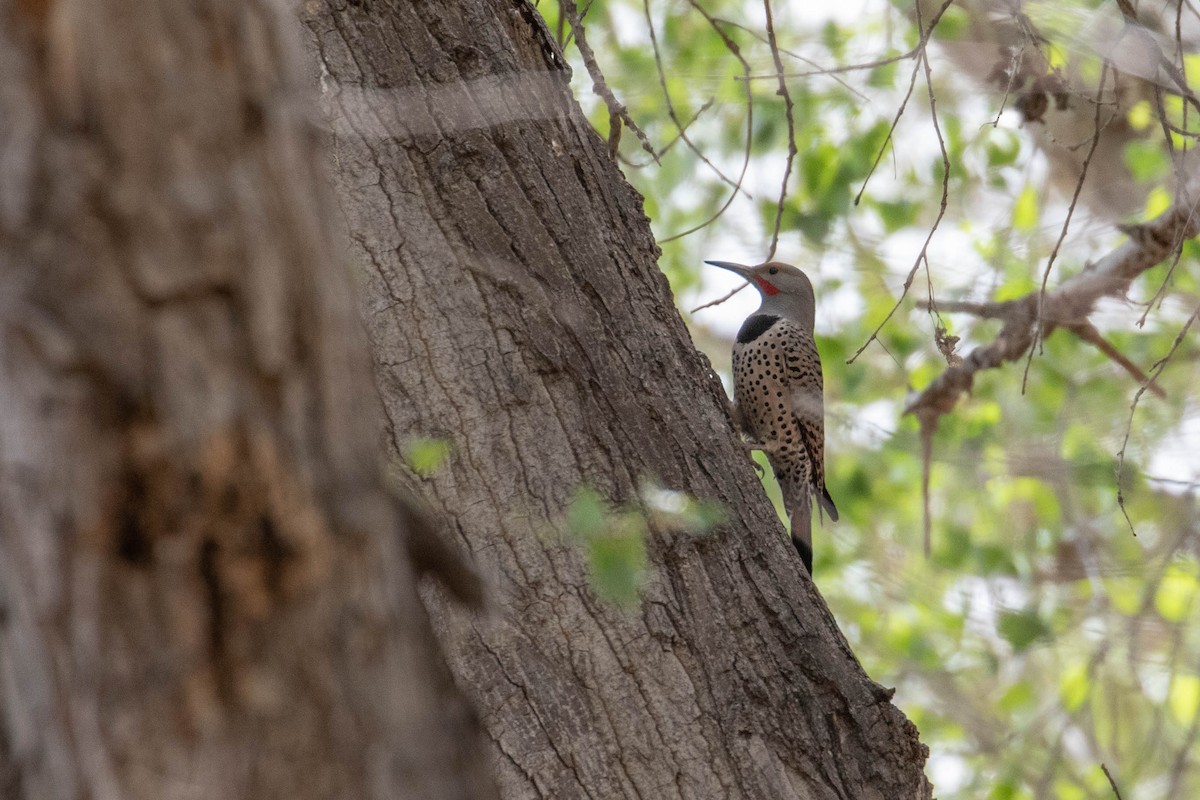 Northern Flicker (Red-shafted) - ML613643383