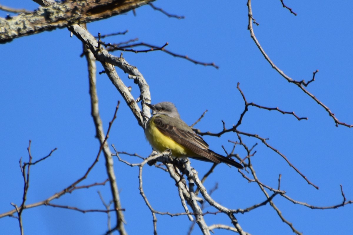 eBird Checklist 15 Jan 2024 Cape Cod National SeashoreSalt Pond