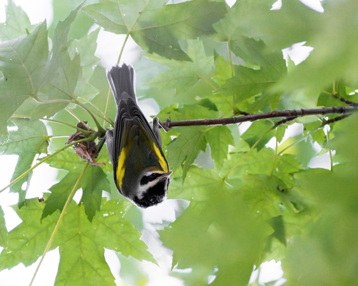 Golden-winged Warbler - J'orge 🐦