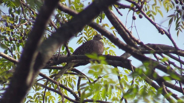 Spotted Dove - ML613643866