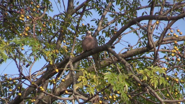 Spotted Dove - ML613644113