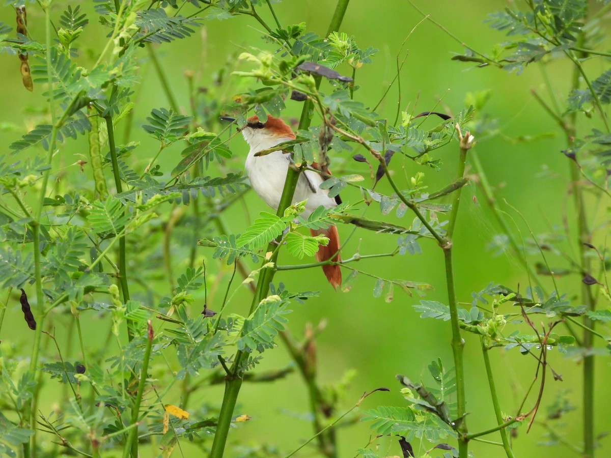 Red-and-white Spinetail - Maddie  Pearson