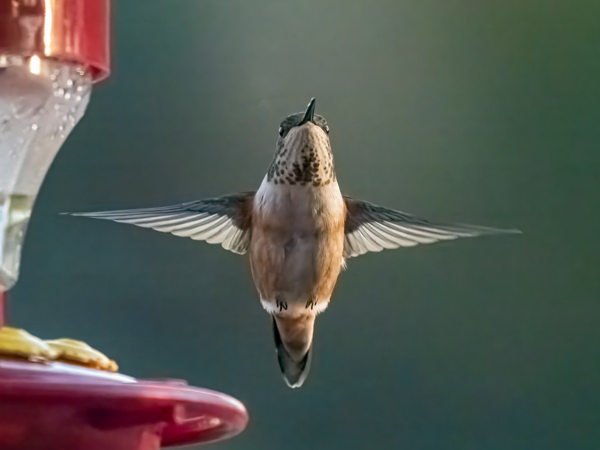 Rufous Hummingbird - ML613644573
