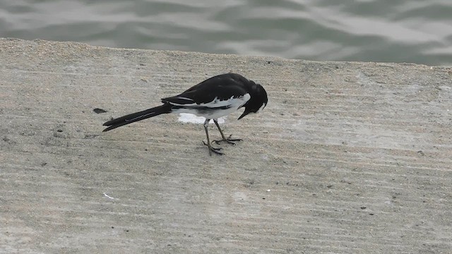White-browed Wagtail - ML613644634