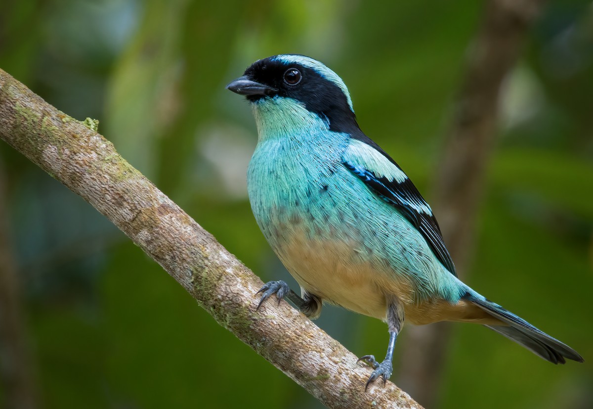 Blue-browed Tanager - ML613644694