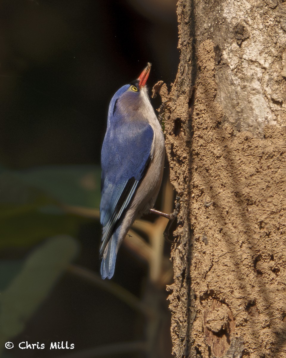 Velvet-fronted Nuthatch - ML613644774