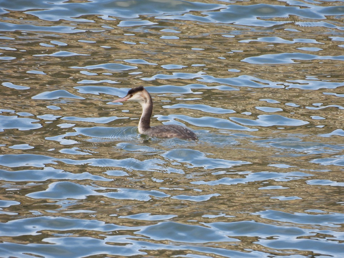Great Crested Grebe - ML613644822