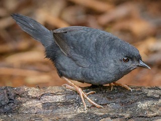  - Marsh Tapaculo