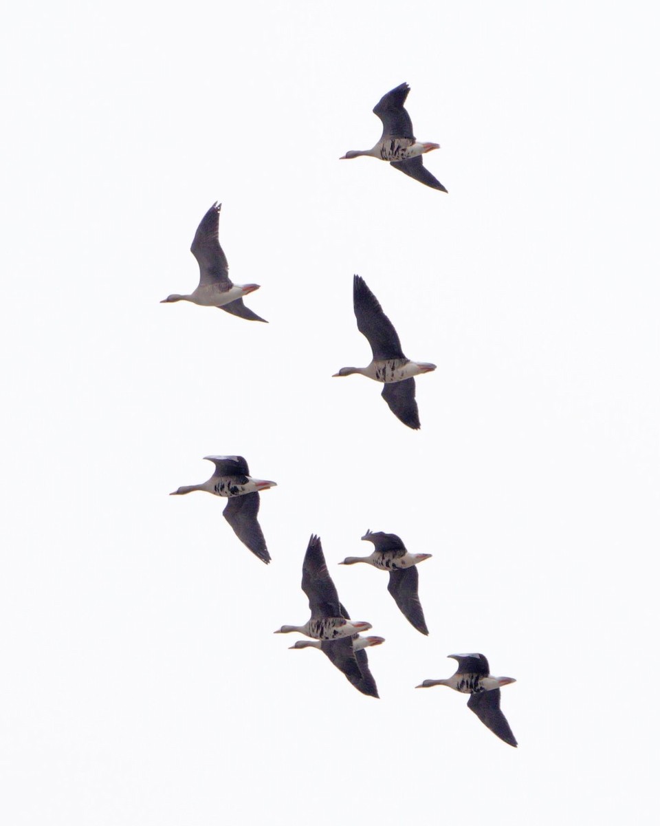 Greater White-fronted Goose - ML613645389