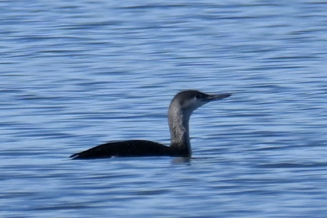 Red-throated Loon - ML613645527