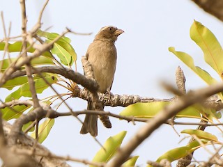  - West African Seedeater