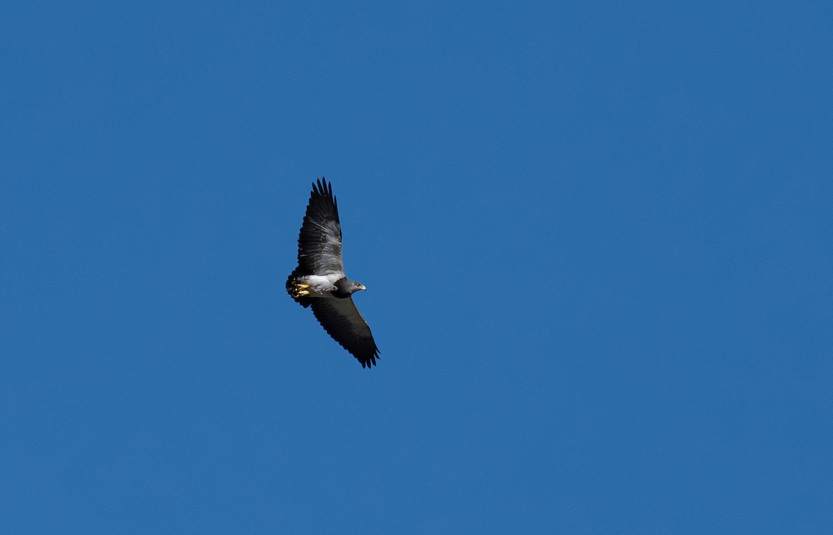 Black-chested Buzzard-Eagle - ML613645710