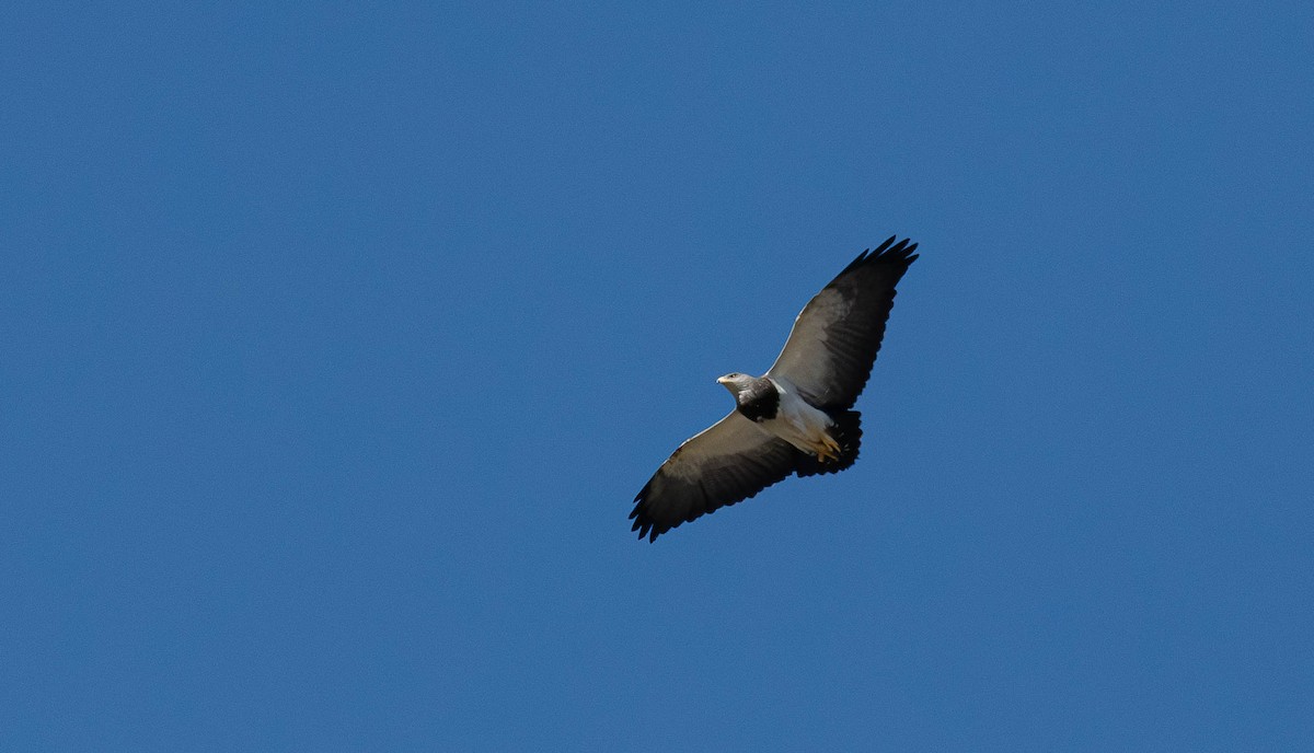 Black-chested Buzzard-Eagle - ML613645711