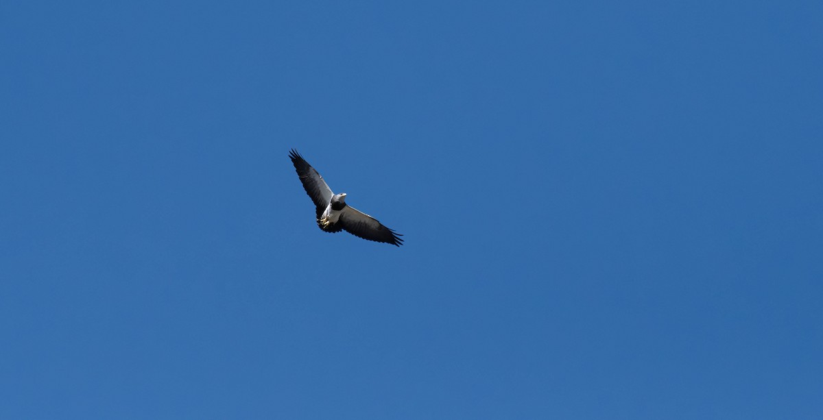 Black-chested Buzzard-Eagle - ML613645717