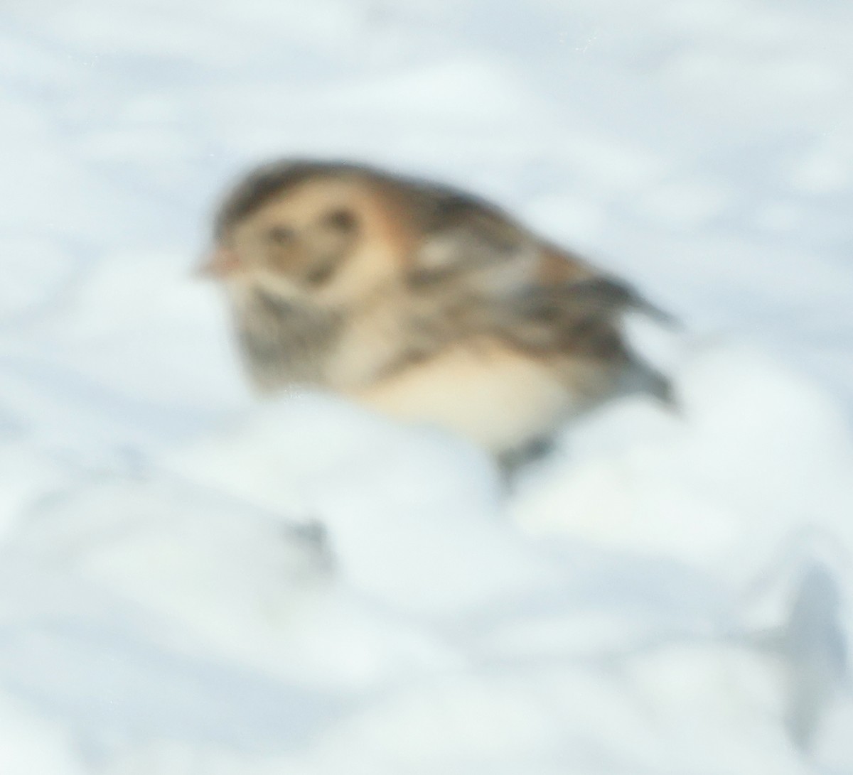 eBird Checklist 17 Jan 2024 Patton Farms (formerly Patton Turf Farm