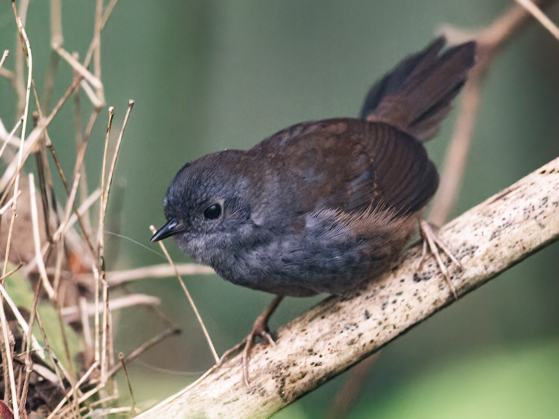 Mouse-colored Tapaculo - Nick Athanas