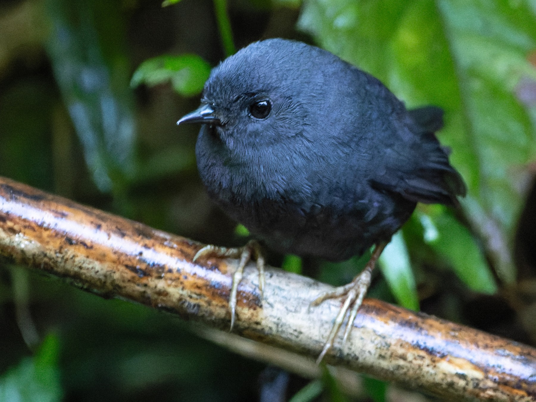 Mouse-colored Tapaculo - Tomaz Melo