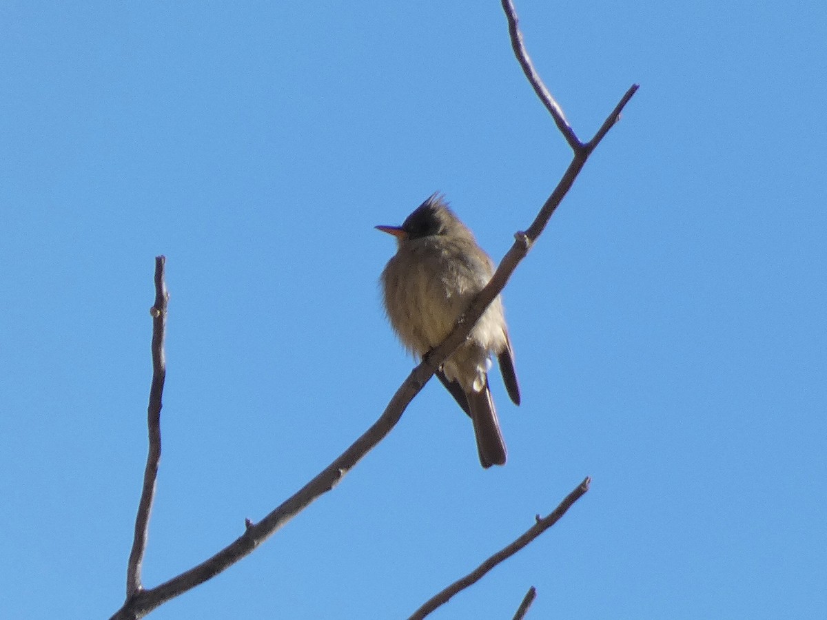 Greater Pewee - ML613646407