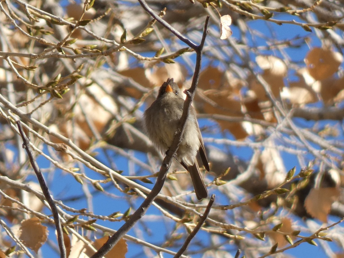 Greater Pewee - ML613646409