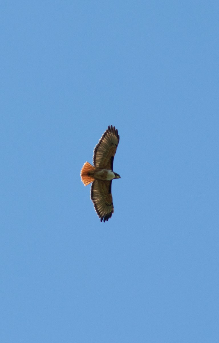 Red-tailed Hawk - ML613646427