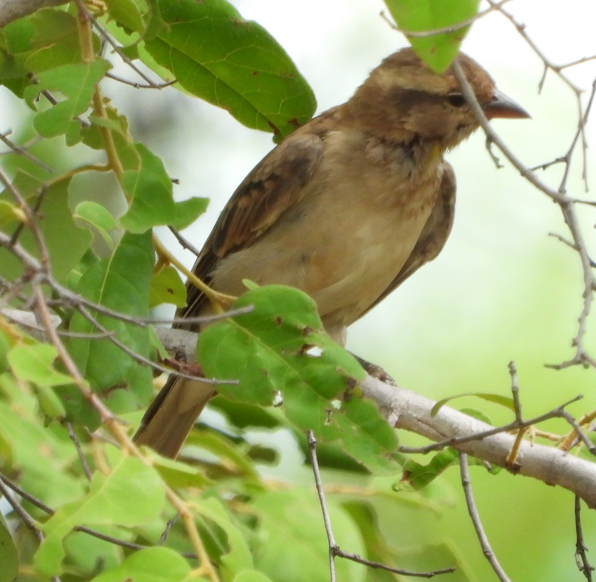 Yellow-throated Bush Sparrow - ML613646488