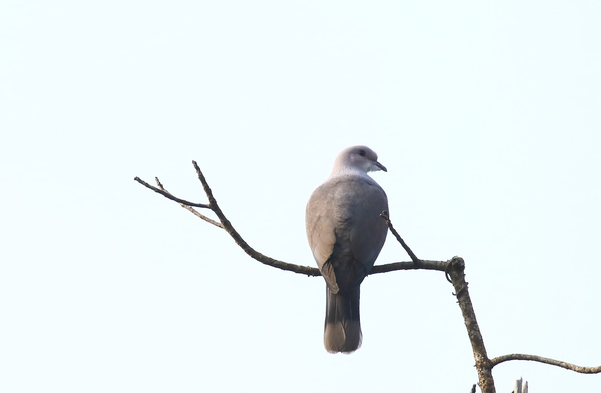 Malabar Imperial-Pigeon - Mangesh Prabhulkar