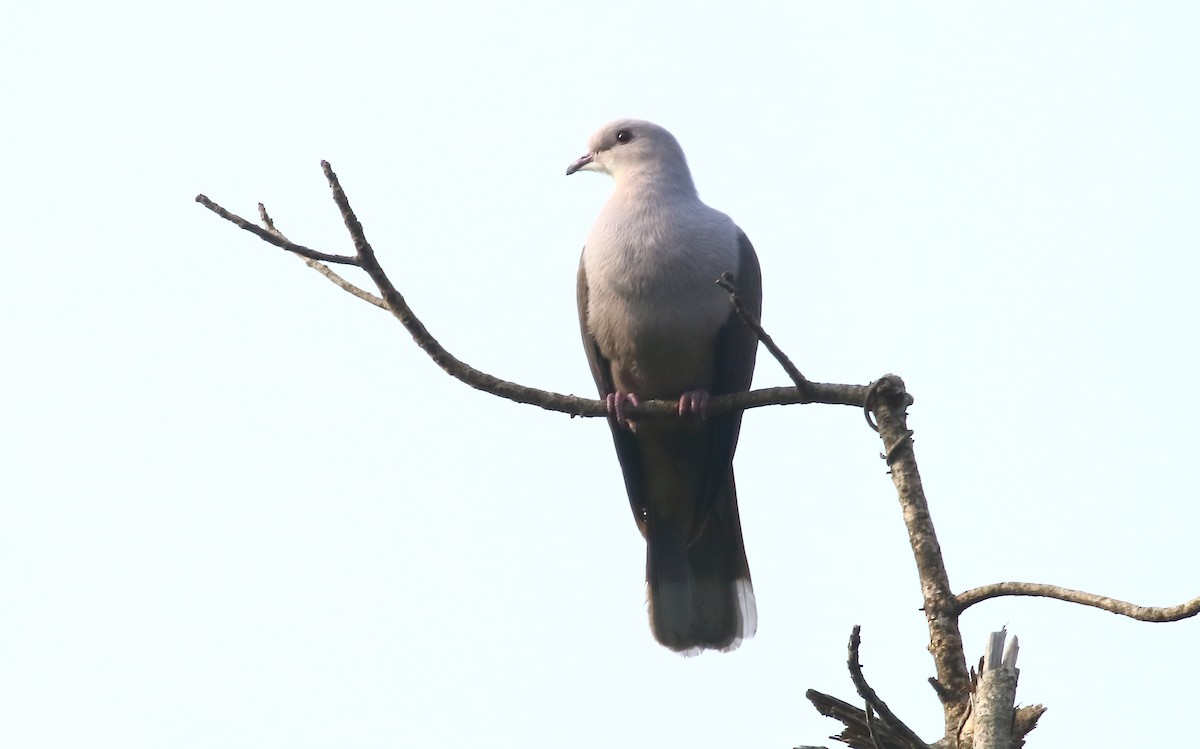 Malabar Imperial-Pigeon - ML613646722