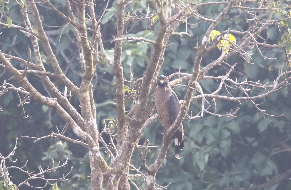 Crested Serpent-Eagle - ML613646743