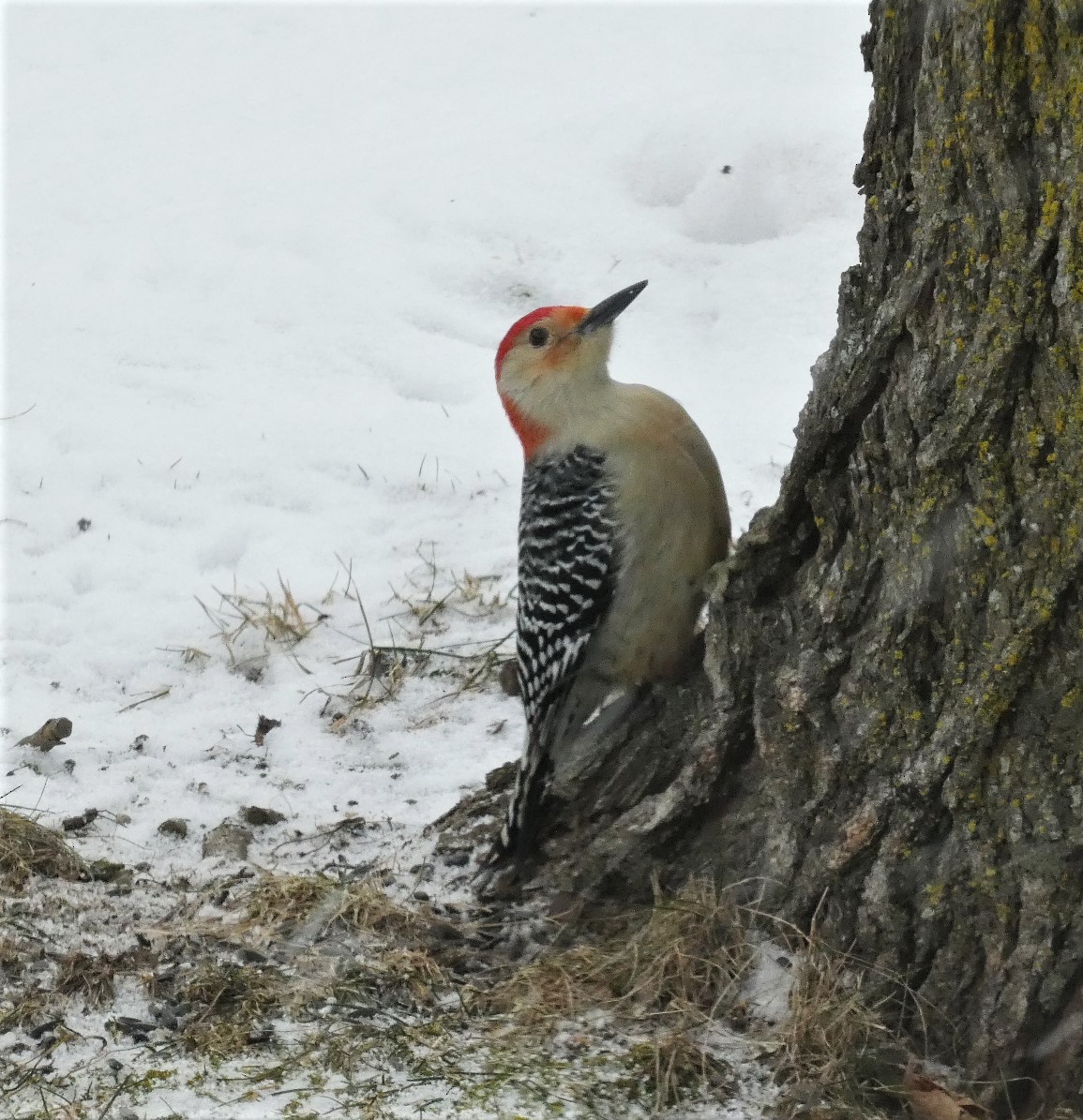 Red-bellied Woodpecker - ML613646770