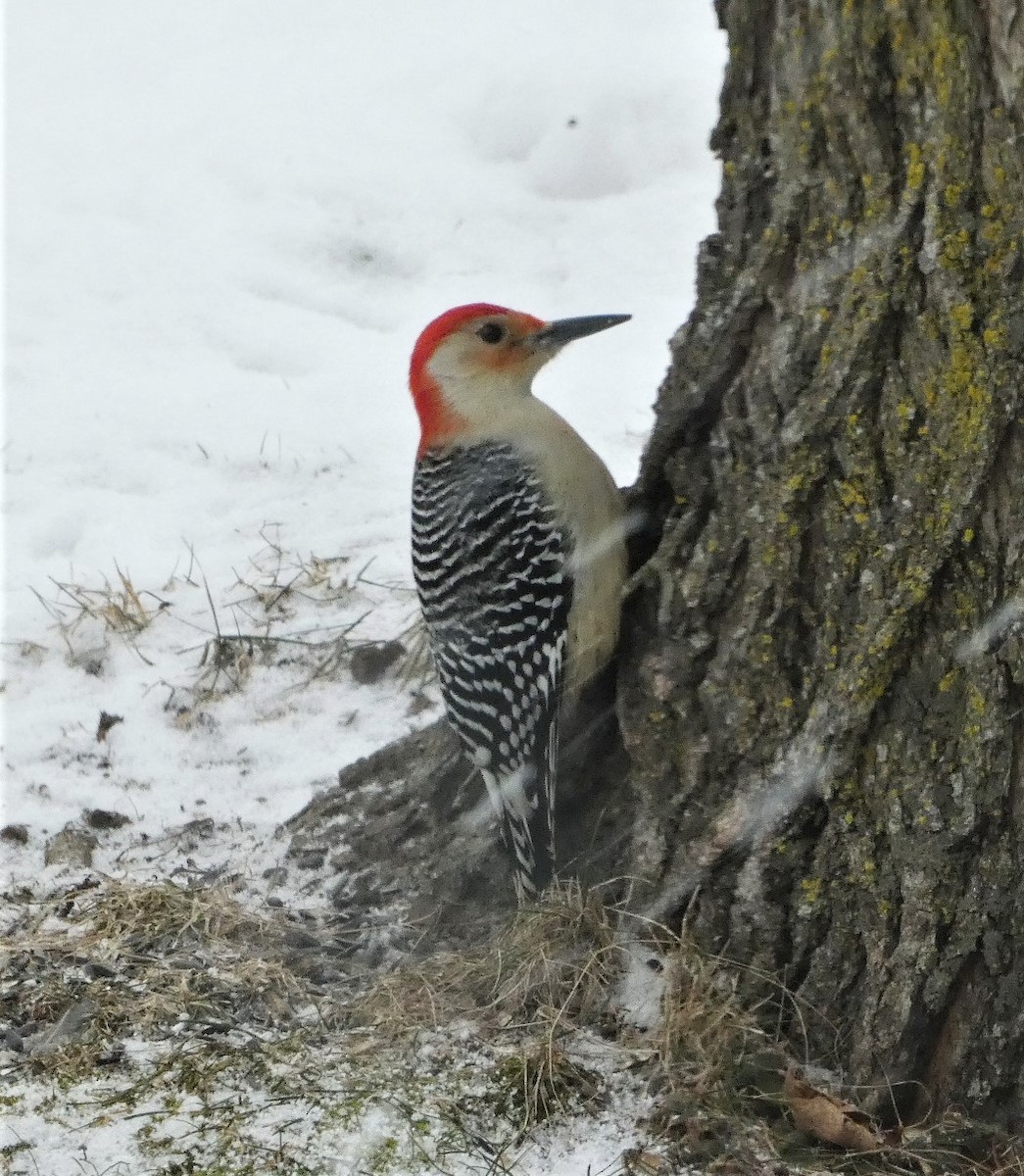 Red-bellied Woodpecker - ML613646771