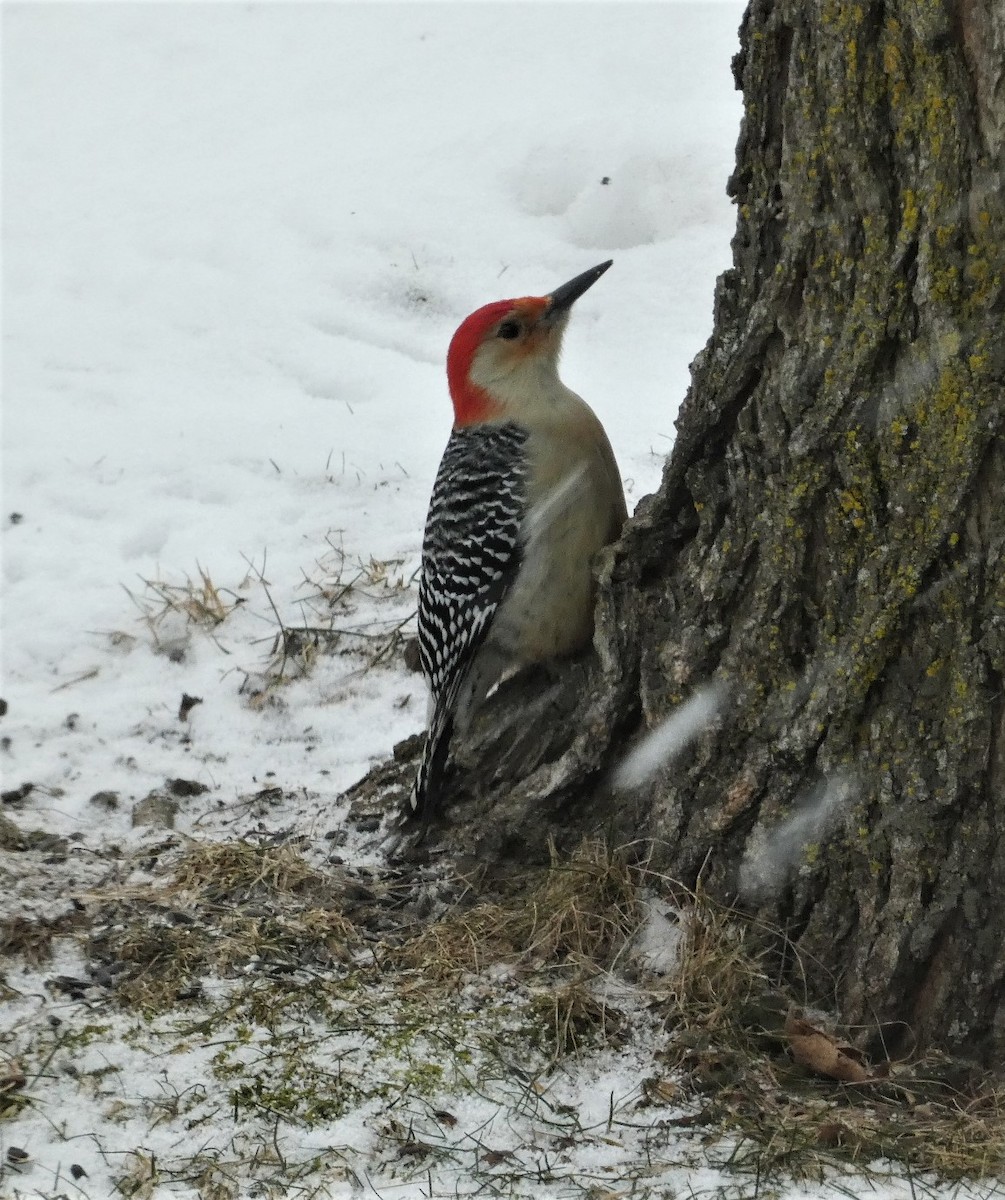 Red-bellied Woodpecker - ML613646773