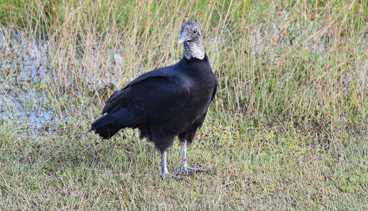 Black Vulture - Stewart Reed