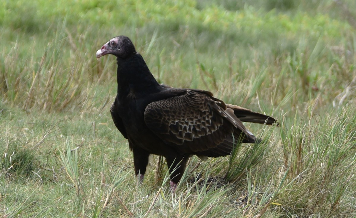 Turkey Vulture - ML613646796