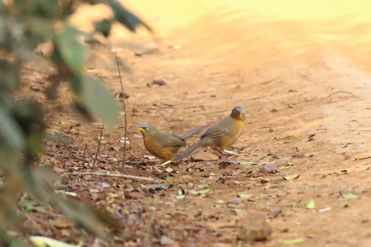 Rufous Babbler - Mangesh Prabhulkar